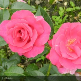 ROSIER Collection générale