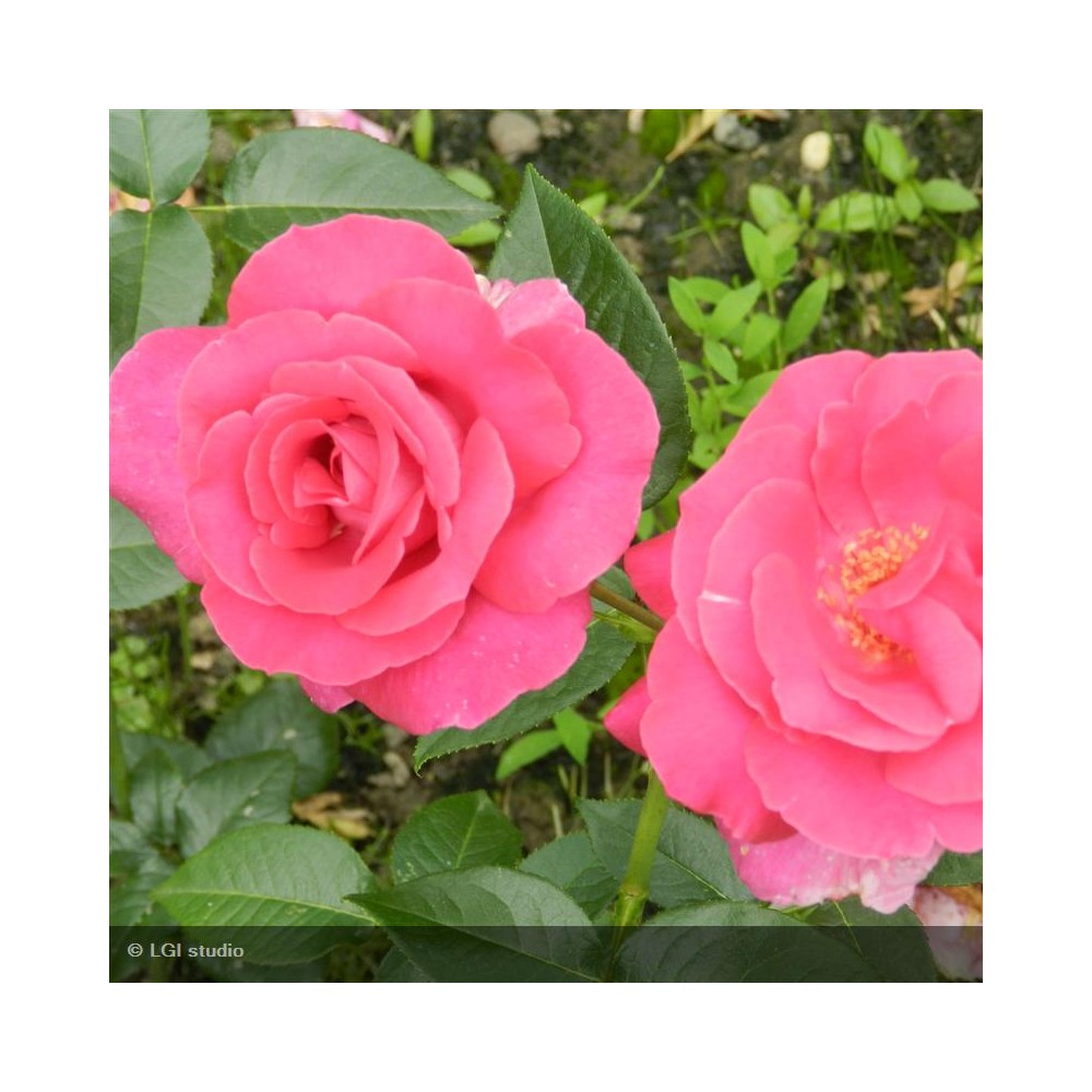 ROSIER Collection générale