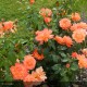 ROSIER Collection générale