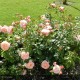 ROSIER Collection générale