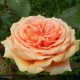 ROSIER Collection générale