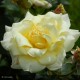 ROSIER Collection générale