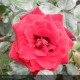 ROSIER Collection générale
