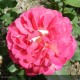 ROSIER Collection générale
