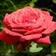 ROSIER Variété Meilland