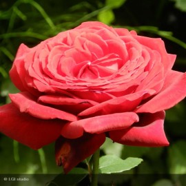 ROSIER Variété Meilland