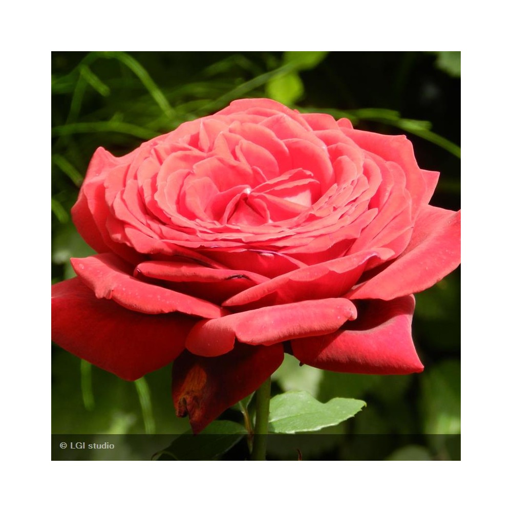 ROSIER Variété Meilland