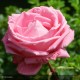 ROSIER Variété Meilland