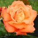 ROSIER Variété Meilland