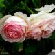 ROSIER Variété Meilland