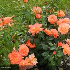 ROSIER Variété protégée