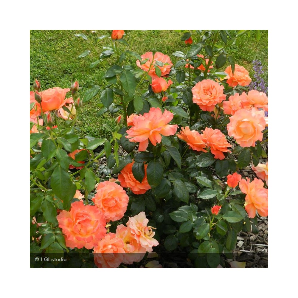 ROSIER Variété protégée
