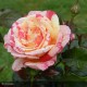 ROSIER Variété protégée