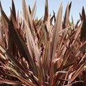 PHORMIUM Sundowner