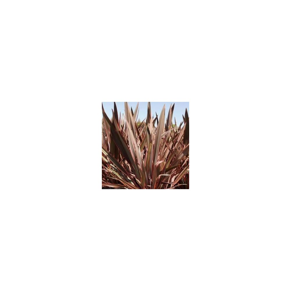 PHORMIUM Sundowner