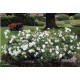 DECOROSIER Opalia®