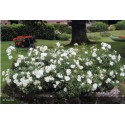 DECOROSIER Opalia®