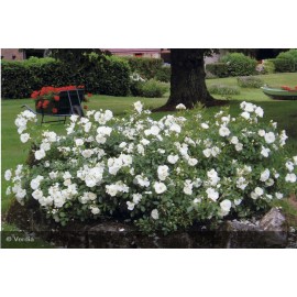 DECOROSIER Opalia®