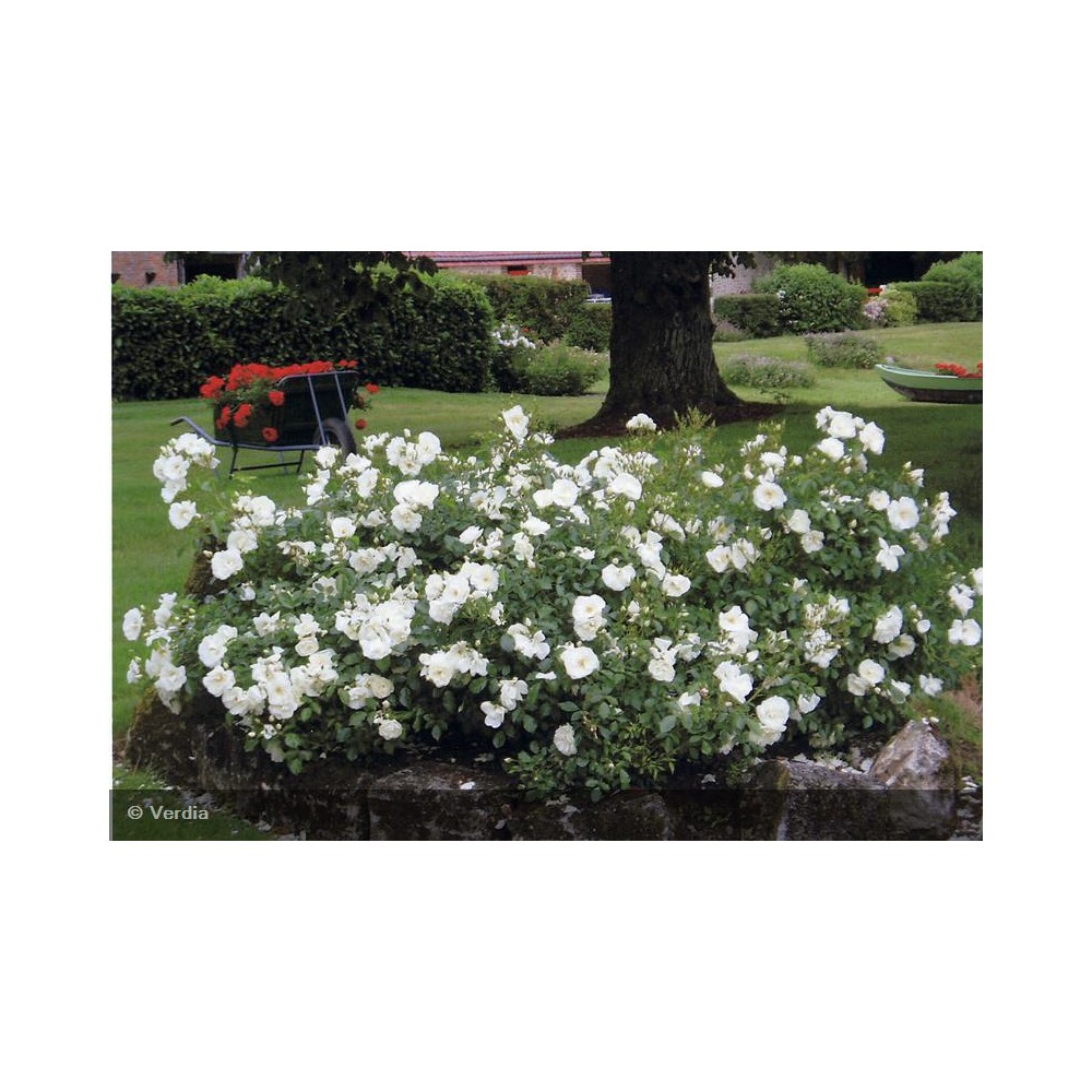 DECOROSIER Opalia®