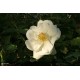 DECOROSIER Opalia®