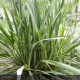 PHORMIUM tenax