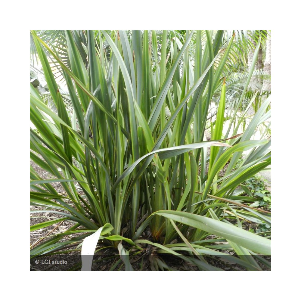 PHORMIUM tenax