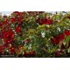 DECOROSIER Vesuvia®