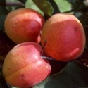 ABRICOTIER Rouge du Roussillon