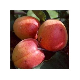 ABRICOTIER Rouge du Roussillon