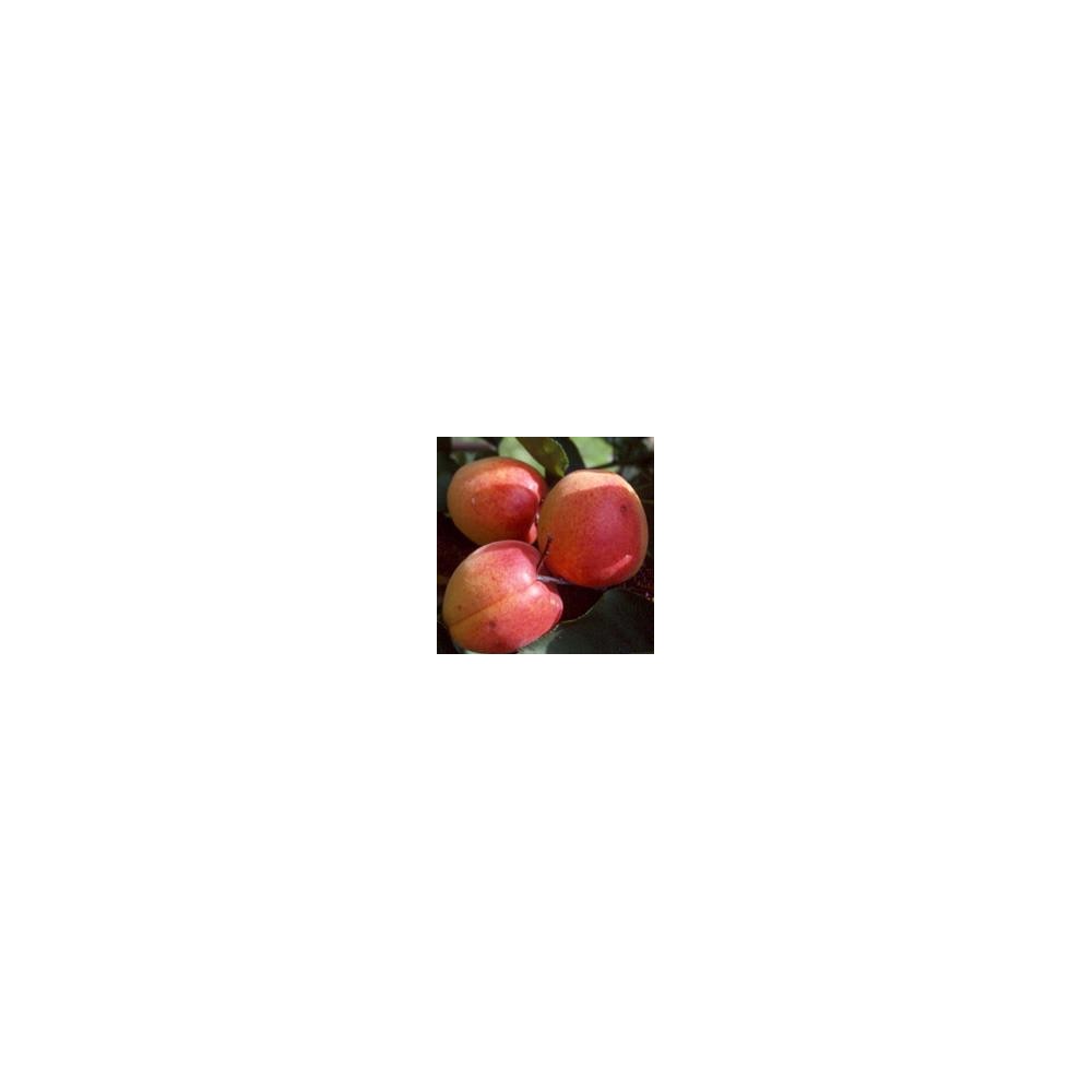 ABRICOTIER Rouge du Roussillon