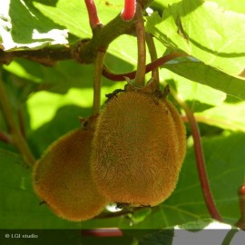 ACTINIDIA deliciosa Hayward