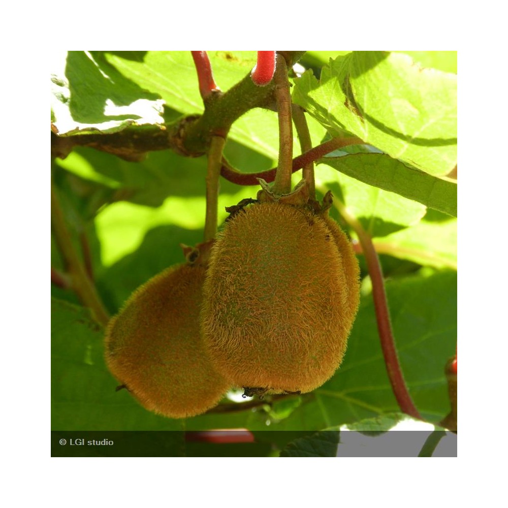 ACTINIDIA deliciosa Hayward