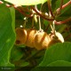 ACTINIDIA deliciosa Hayward