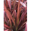 PHORMIUM Rainbow Maiden