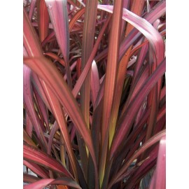 PHORMIUM Rainbow Maiden