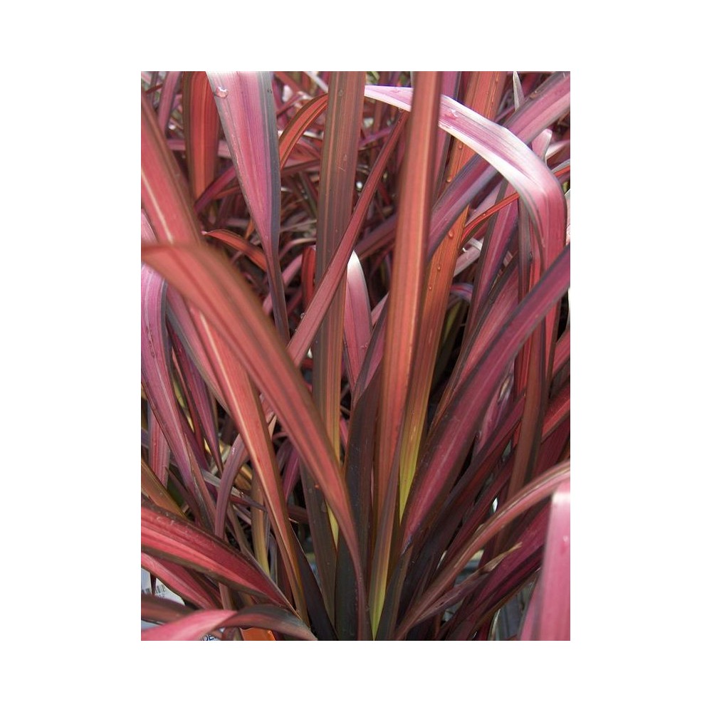 PHORMIUM Rainbow Maiden