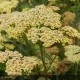 ACHILLEA Terracotta