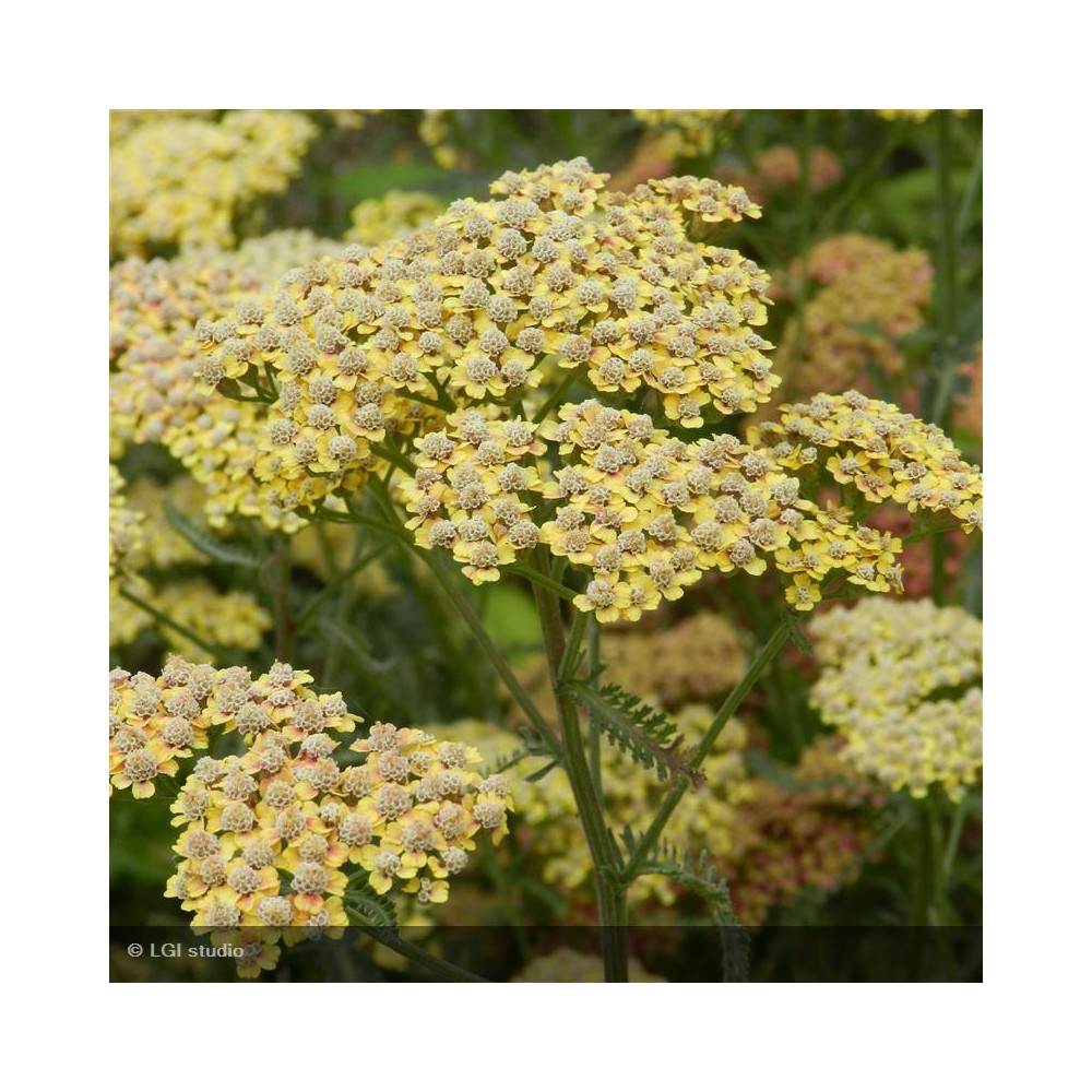 ACHILLEA Terracotta