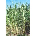 ARUNDO donax