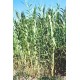 ARUNDO donax