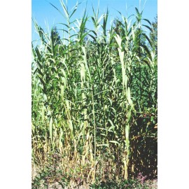 ARUNDO donax