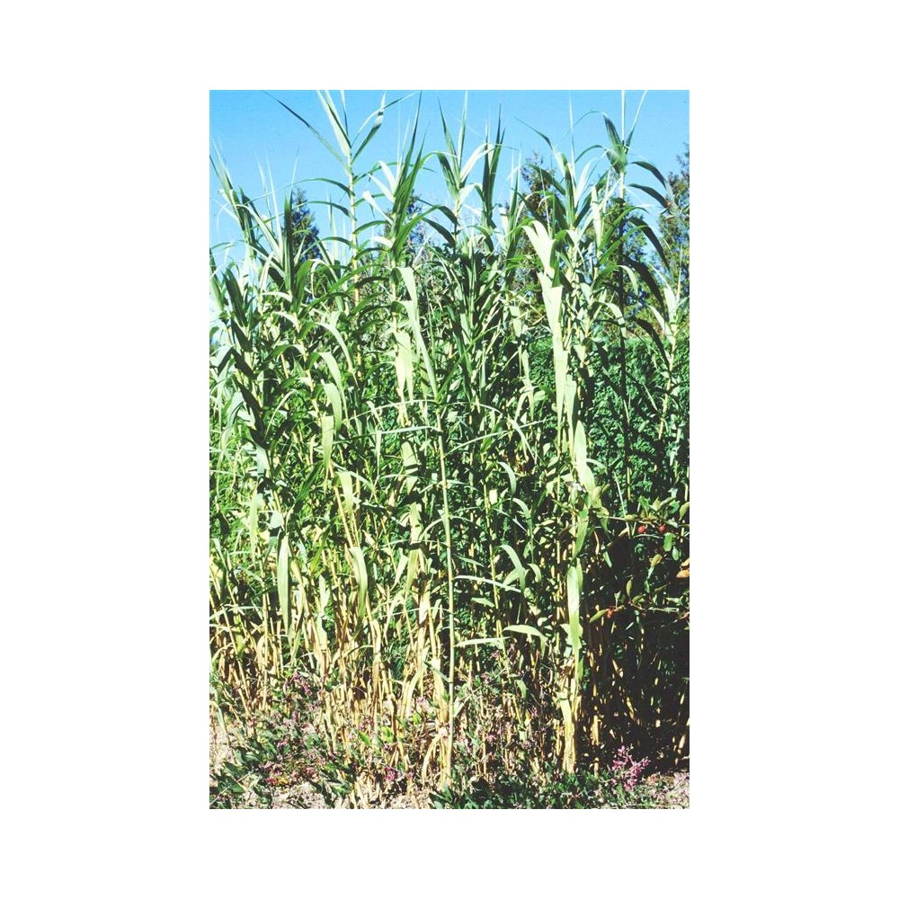 ARUNDO donax