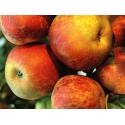 POMMIER Belle de Boskoop rouge