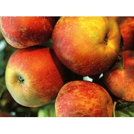 POMMIER Belle de Boskoop rouge