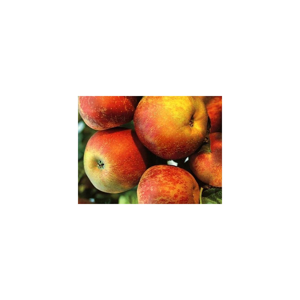 POMMIER Belle de Boskoop rouge