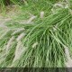 PENNISETUM orientale