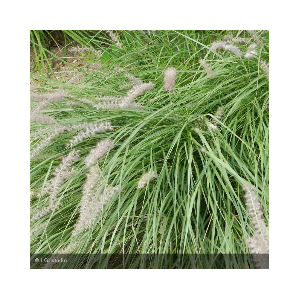 PENNISETUM orientale
