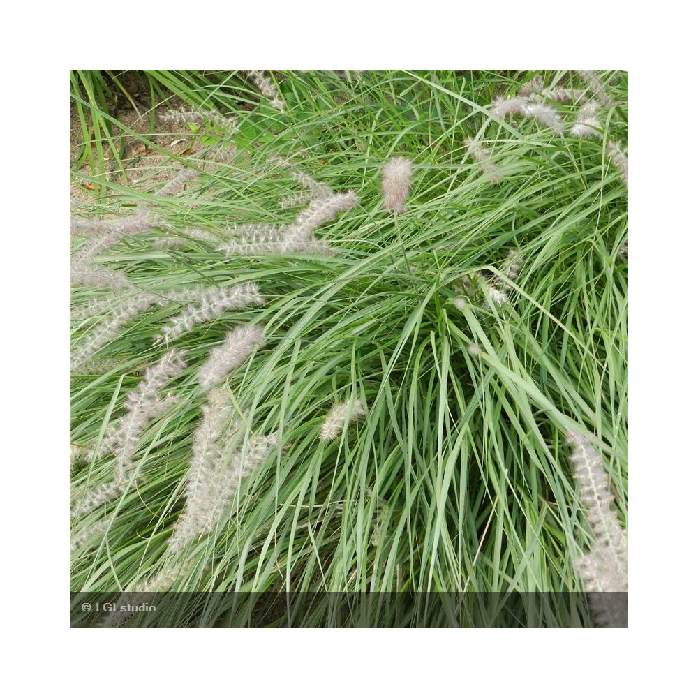 PENNISETUM orientale