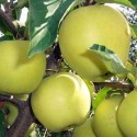 POMMIER Golden Delicious