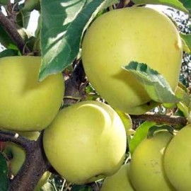 POMMIER Golden Delicious
